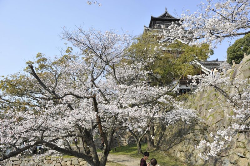 満開の桜と広島城