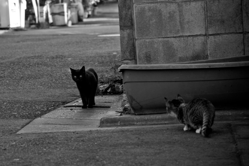 街を徘徊する野良猫たち